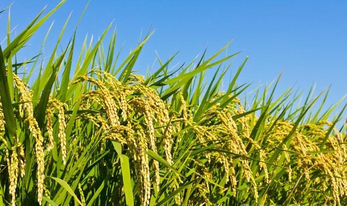 杂交水稻和转基因的区别是什么？