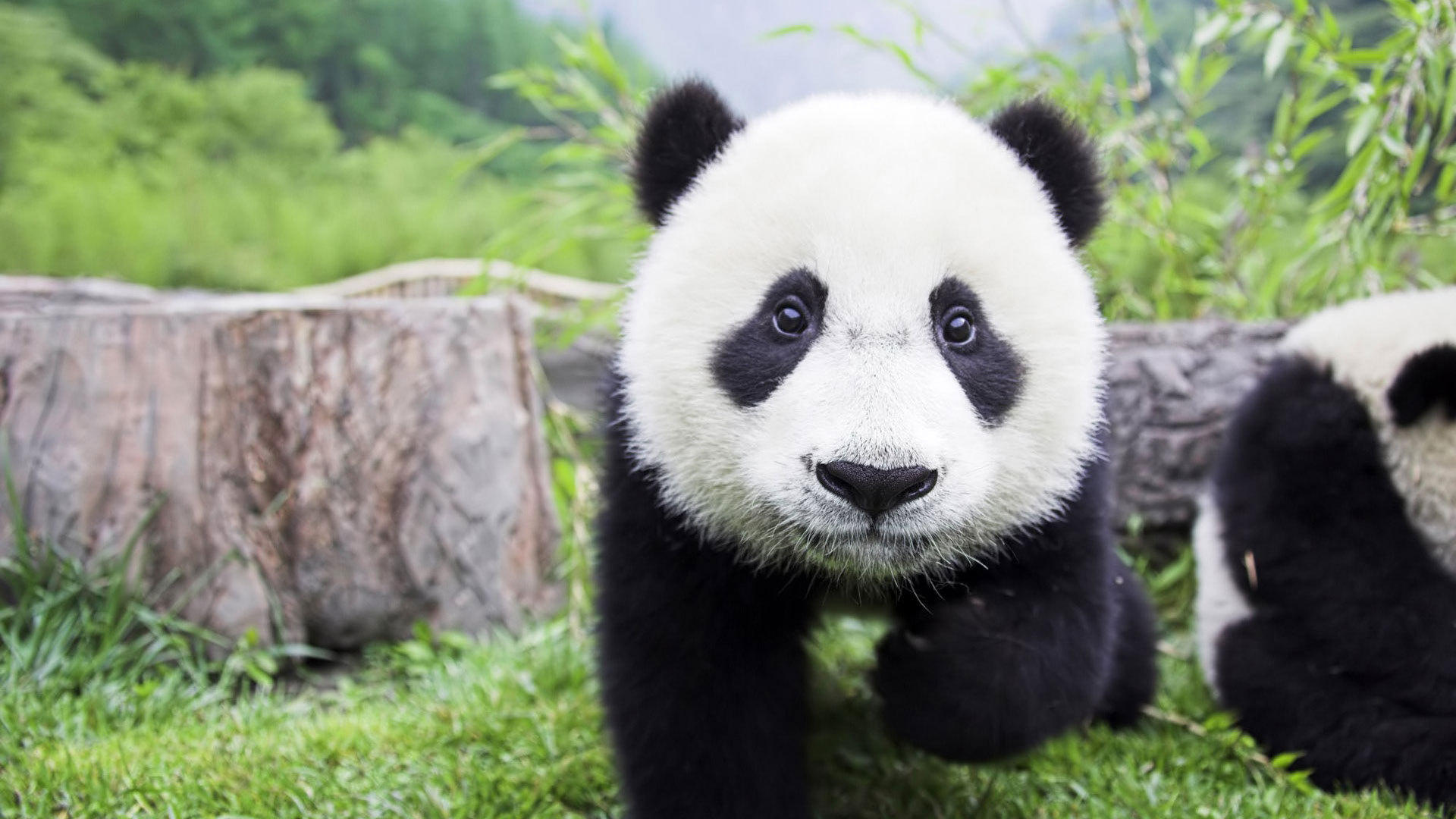 大熊猫为什么被视为国宝？