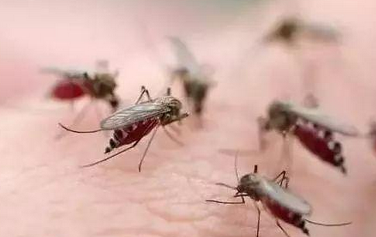 什么血型的人最招蚊子？