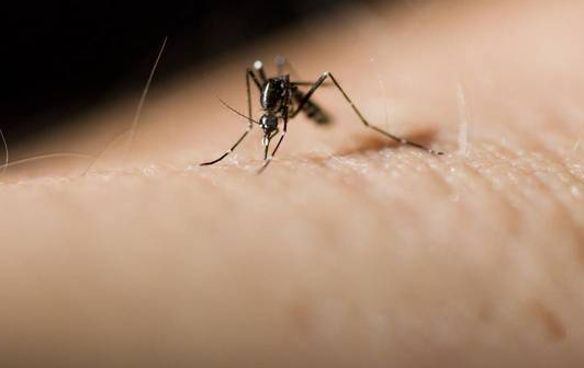 什么血型的人最招蚊子？