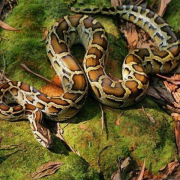 中国目前发现最大的蛇是什么？