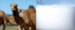 哪10种人不宜喝骆驼奶？