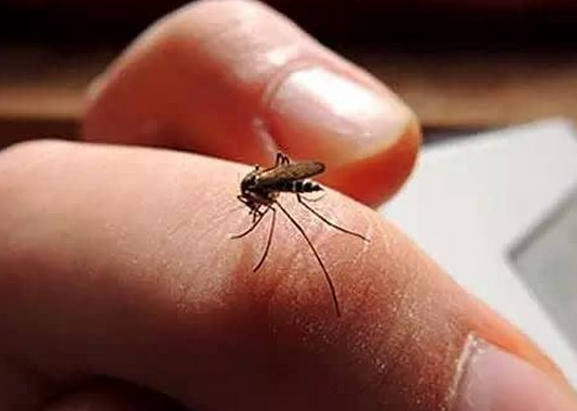 驱蚊用什么效果最好？