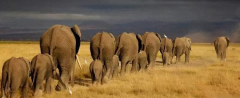 大象迁徙的原因是什么？