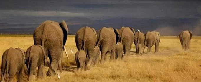 大象迁徙的原因是什么？