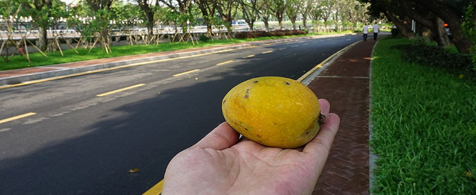绿化芒果能吃吗？