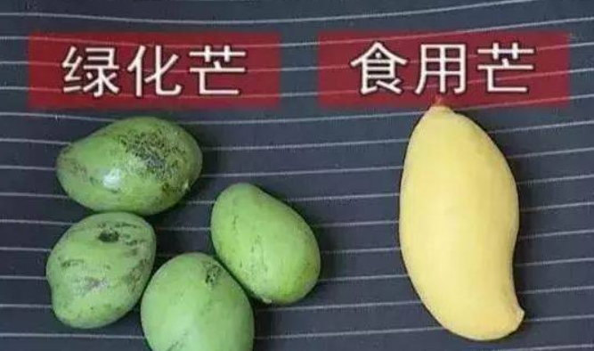 绿化芒果能吃吗？