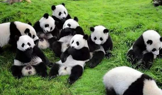 大熊猫为什么被称为国宝？