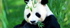 大熊猫为什么被称为国宝？