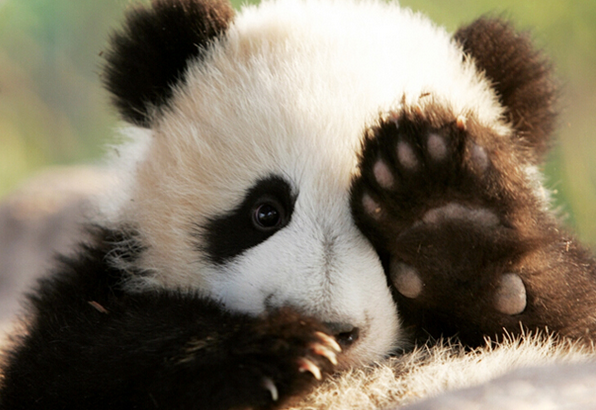 关于熊猫的知识有哪些？