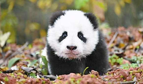 关于熊猫的知识有哪些？